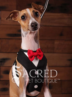 An Italian Greyhound dog wearing a black and white tuxedo style EasyGO pet harness with a bright red plush bow tie. A white fabric triangle mimics a formal dress shirt. The dog is sitting upright in front of a rustic background of horizontal wood planks with a white Sacred Pet Boutique watermark at the bottom of the image. 