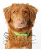 A dog wearing a fluro green biothane collar with stainless steel hardware with a Sacred Pet Boutique watermark.