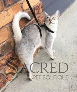 Cat Harness with Lead