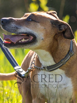 Chain Reaction Collar