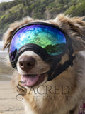 A medium haired tan dog in a beach setting is wearing black Rex Specs goggles with green mirrored replacement lenses. In the reflection of the lenses is the sky. There is a grey Sacred Pet Boutique watermark. 