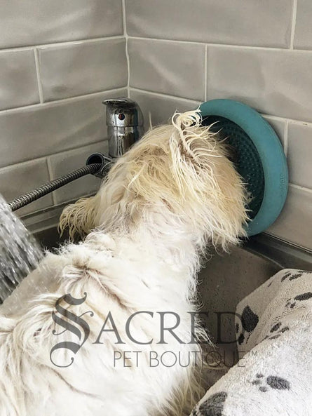 A white dog is shown in a stainless steel laundry sink being washed and he is licking a blue Lickimat UFO bowl that is stuck to the white tiled wall in front of him. This is being used to distract him whilst he is being groomed. At the bottom on of the image is a grey Sacred Pet Boutique watermark. 