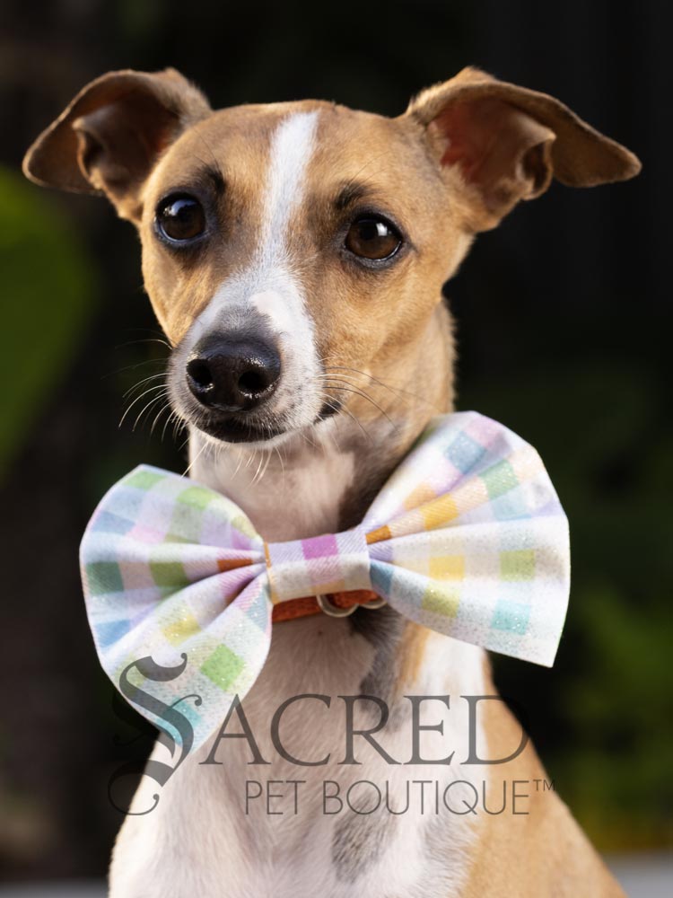 small dog collar with bow tie