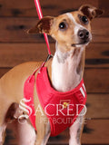An Italian Greyhound dog is outfitted in a red, breathable mesh step in style harness which is designed for small dogs and cats. It provided a comfortable buckle free fit using a simple slide down clip. The dog is standing in front of a rustic background of horizontal wood planks with a white Sacred Pet Boutique watermark at the bottom of the image. 