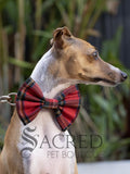 Italian Greyhound dog wearing a red tartan bow tie.