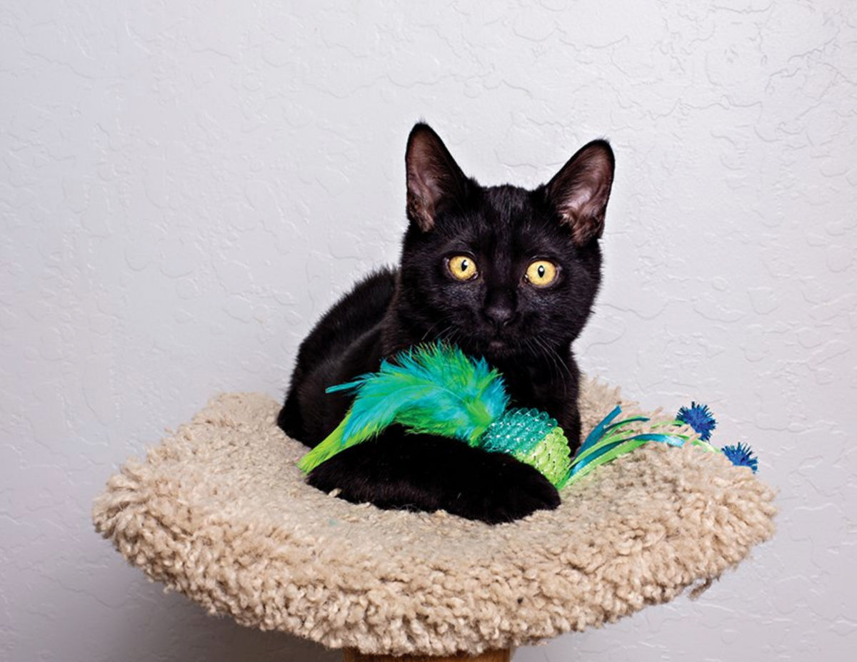 Mesh Ball glittery feathery cat toy with ribbons Sacred Pet Boutique