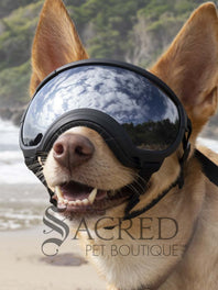 A dog in a beach setting is wearing black Rex Specs goggles with a blue mirror lens. In the reflection of the lenses you can see the sky and people. There is a grey sacred Pet Boutique watermark. 