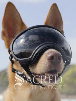 A dog in a beach setting is wearing black Rex Specs goggles with a blue mirror lens. In the reflection of the lenses you can see the sky and people. There is a grey sacred Pet Boutique watermark. 
