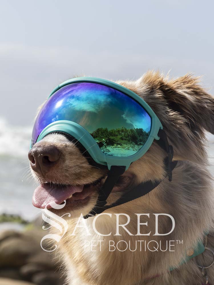 Rex Specs V2 eye protective visor goggles for dogs – Sacred Pet Boutique