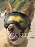 A medium sized tan dog in a beach setting is wearing black Rex Specs goggles with silver mirrored replacement lenses. There is a white Sacred Pet 